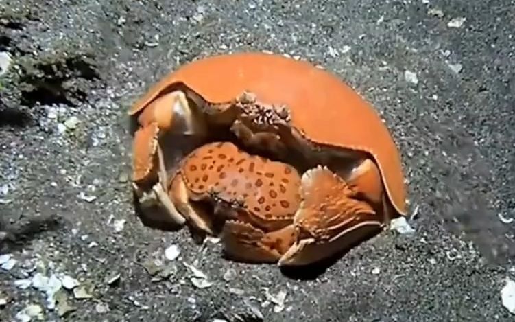 爱抱老婆的馒头蟹,你想怎么吃?