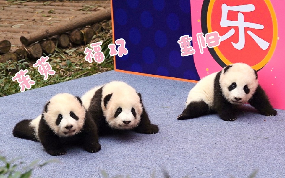 活动作品福双庆重阳茱萸开火车