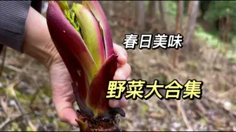 Tải video: 沉浸式采野菜，春日野菜大合集，你们都吃过哪些？