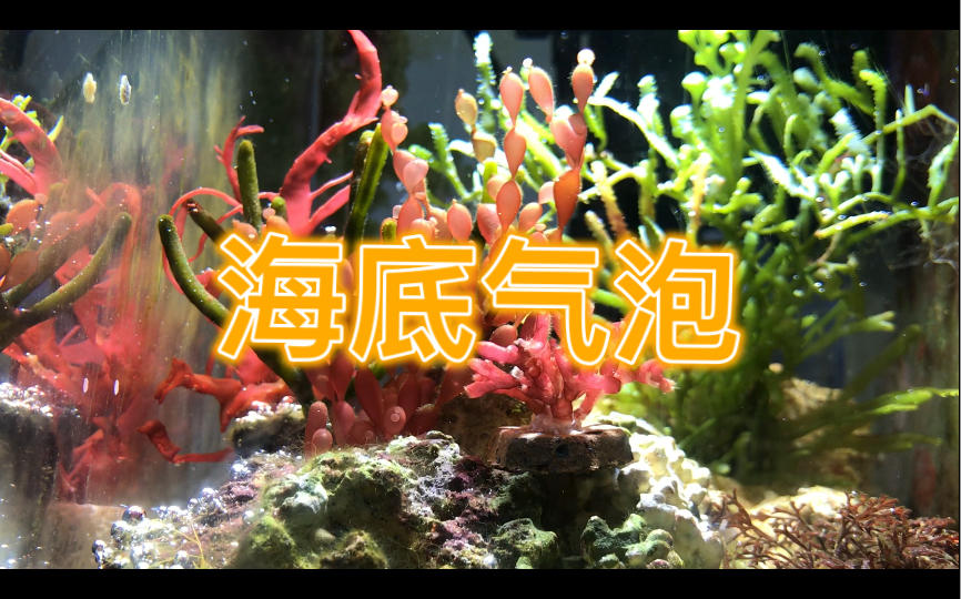 【海缸】藻盒里的海藻一开灯就冒泡泡!哔哩哔哩bilibili