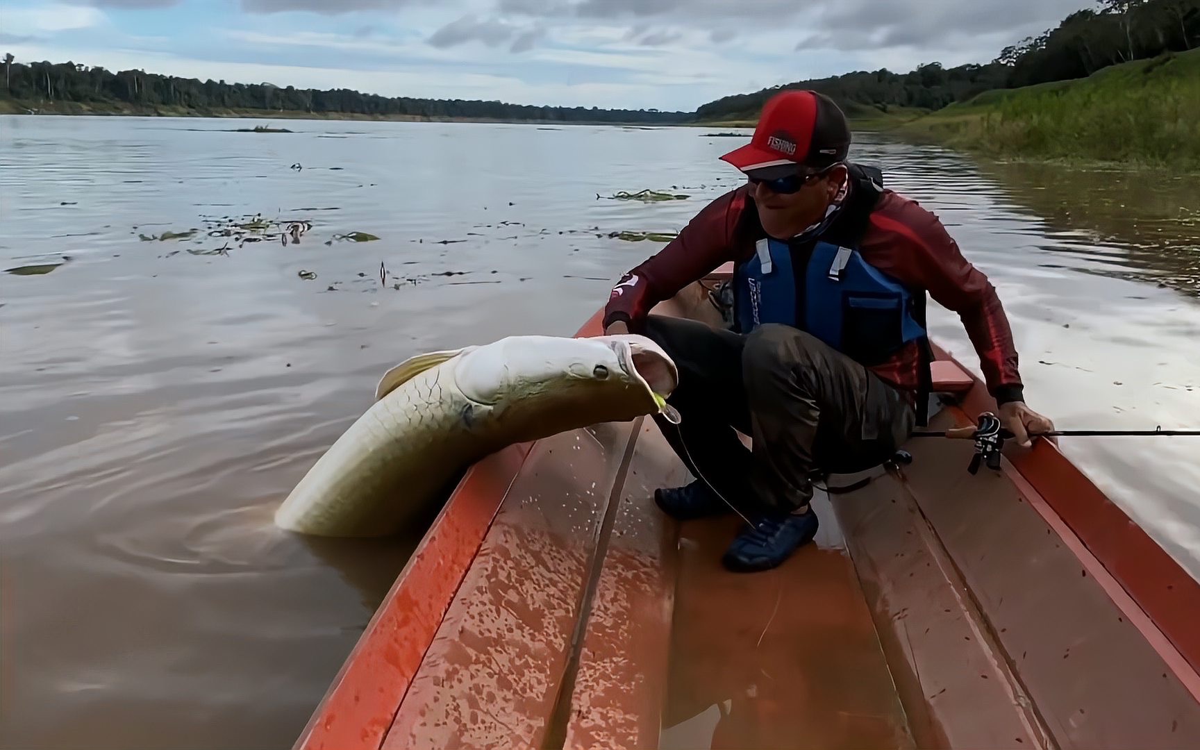 游钓亚马逊河第87天大叔成功钓获近2米巨骨舌鱼