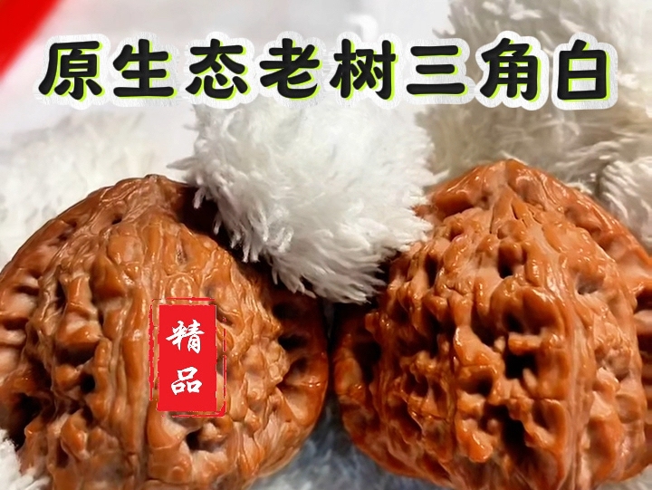 纯原生态不打药 老树一代三角白狮子头!