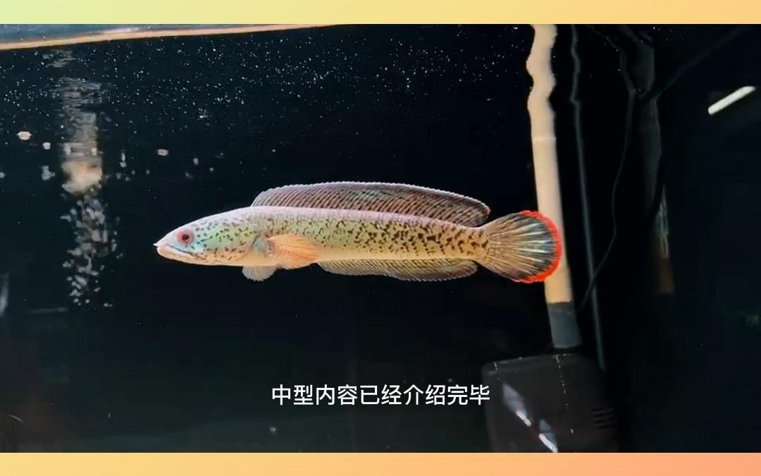 [图]常见的大型雷龙