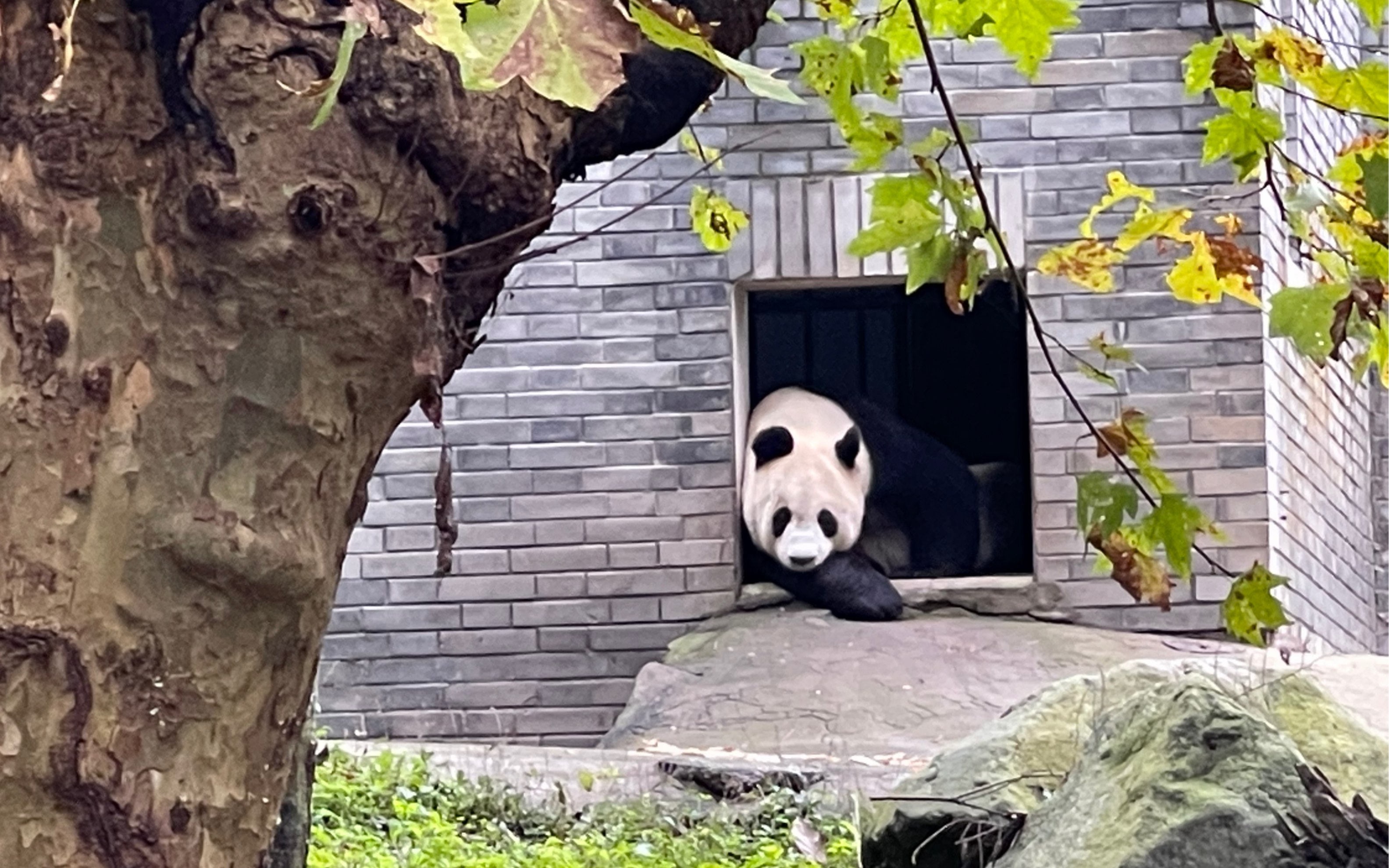 [图]—你知道熊猫最大的心愿是什么嘛？—拍一张彩色照片🙂