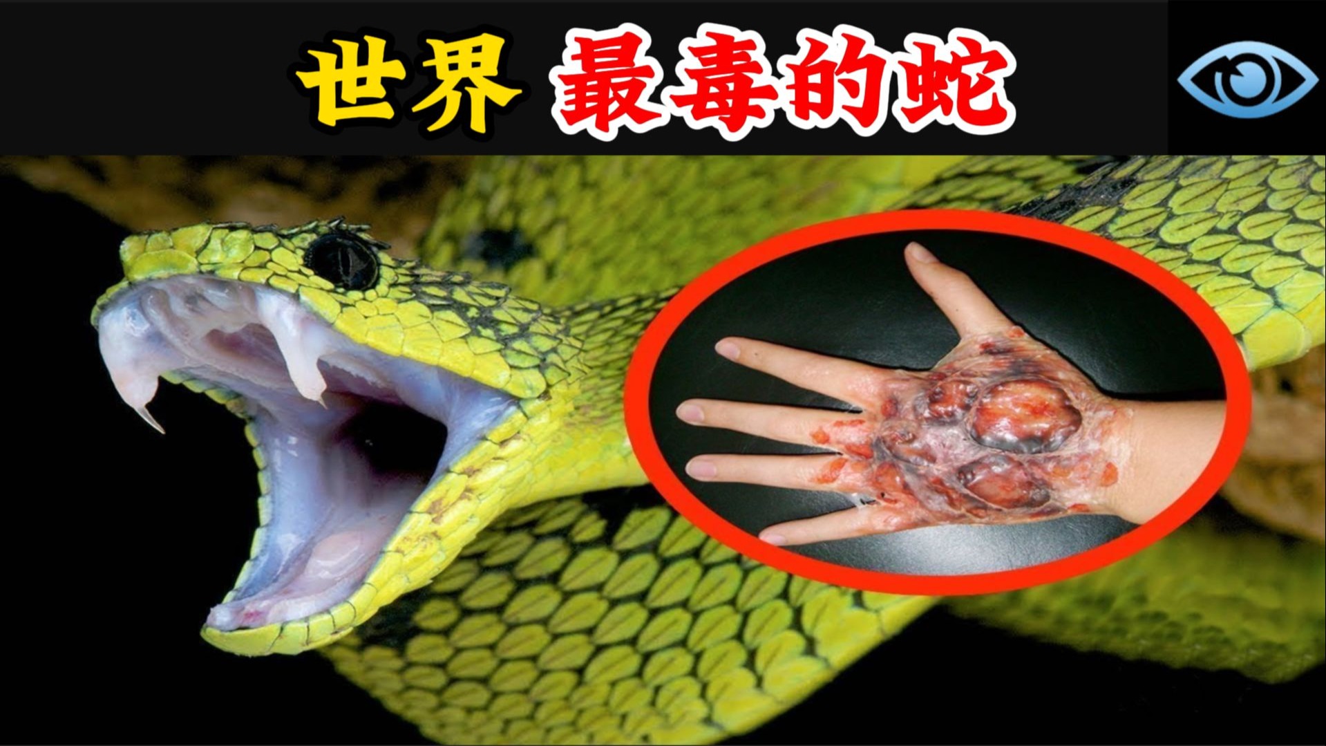 世界公认十大最毒毒蛇