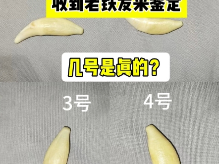 狼牙和狗牙最明显区别图片