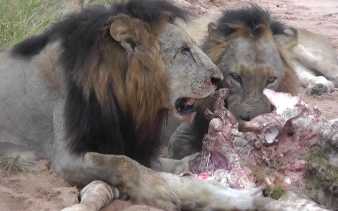 坏男孩雄狮恩格拉拉里克和撒旦在ulusaba萨比森最西北吃长颈鹿