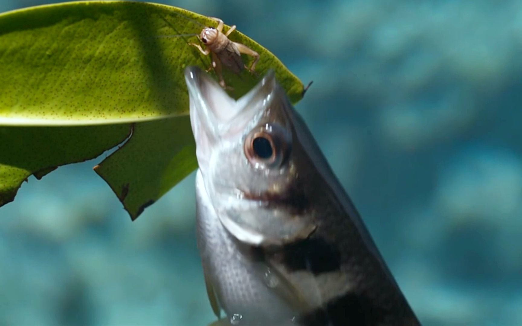 罕见!水里的鱼却以树上的虫为食,打破7秒记忆魔咒,鱼界学霸