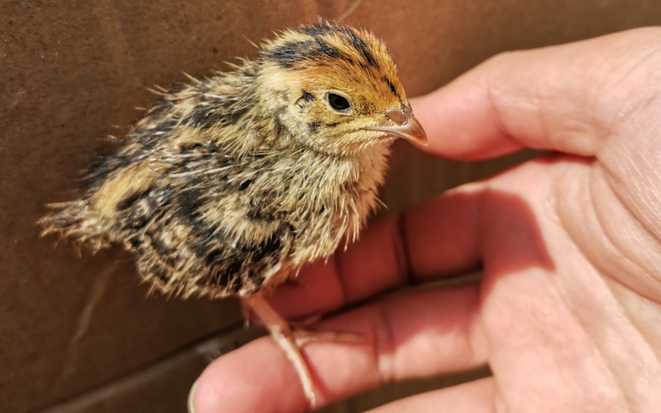 鹌鹑出壳第六天了!