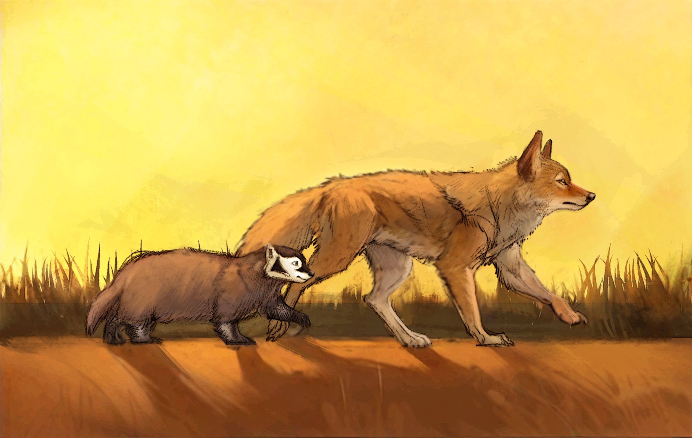 【原创动画】美洲獾和郊狼