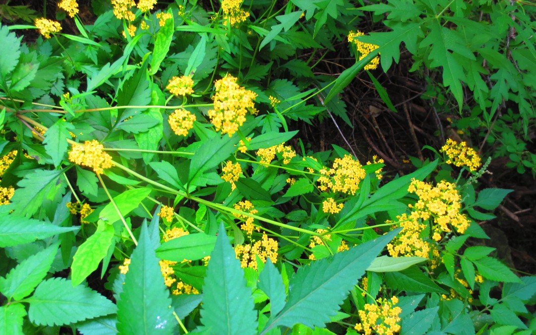 中兽药之败酱草(墓头回)_哔哩哔哩_bilibili