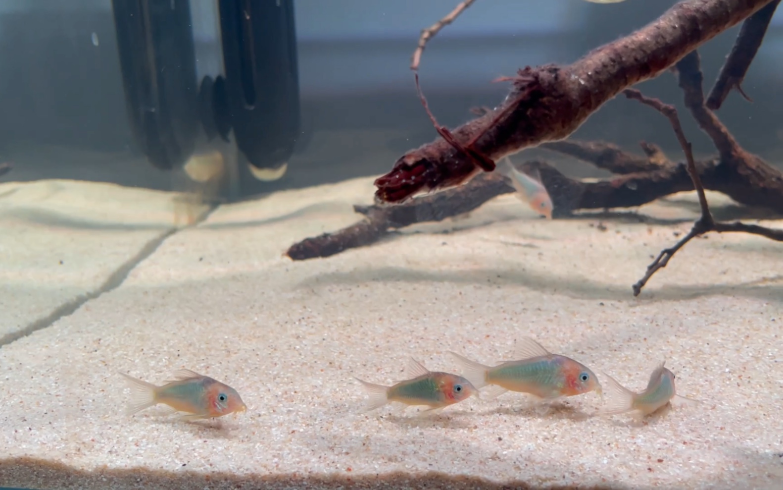 尼格罗青鼠 尼青