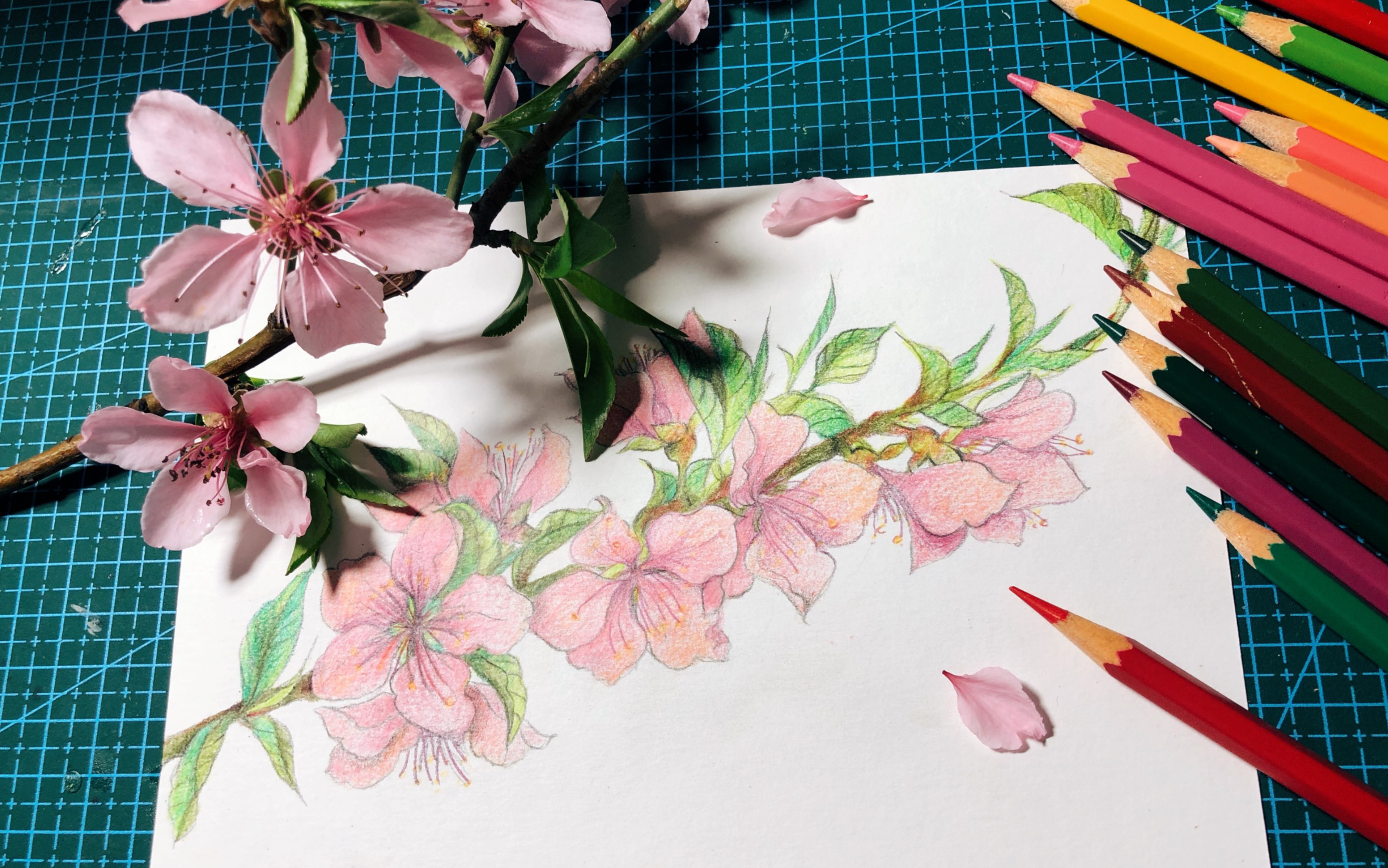 铅笔画桃花树画法步骤图片