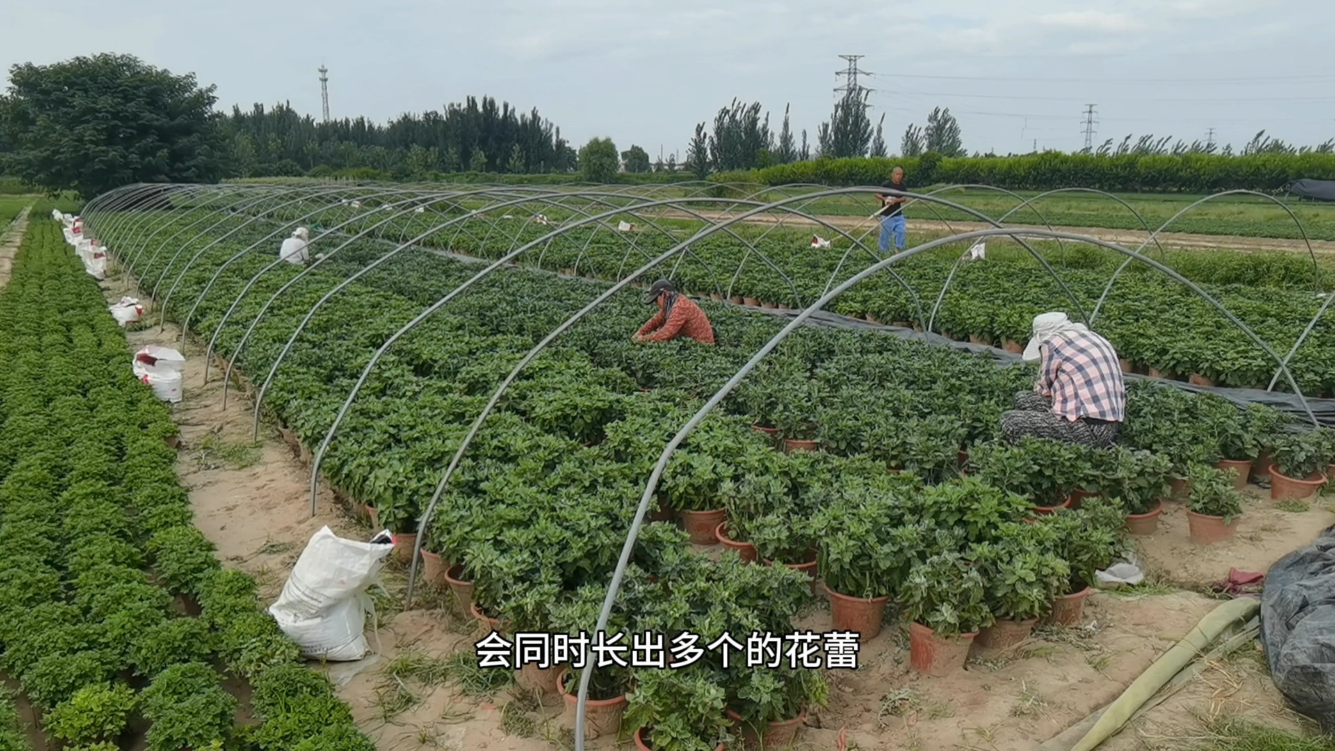 开封菊花展设计布展源头厂家多头菊疏蕾哔哩哔哩bilibili