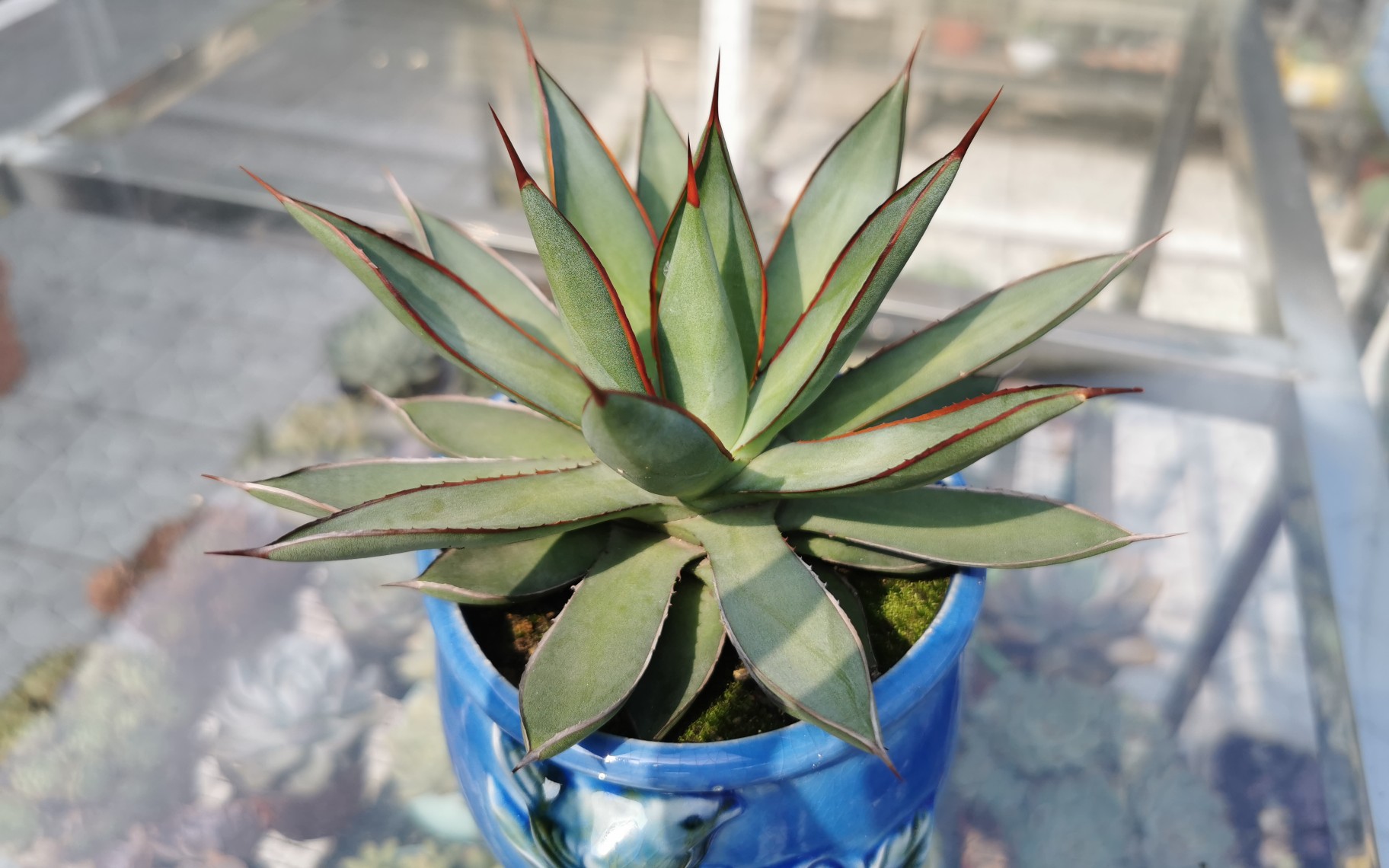 大猫多肉:龙舌兰——泷雷_哔哩哔哩 (゜-゜)つロ 干杯~-bilibili