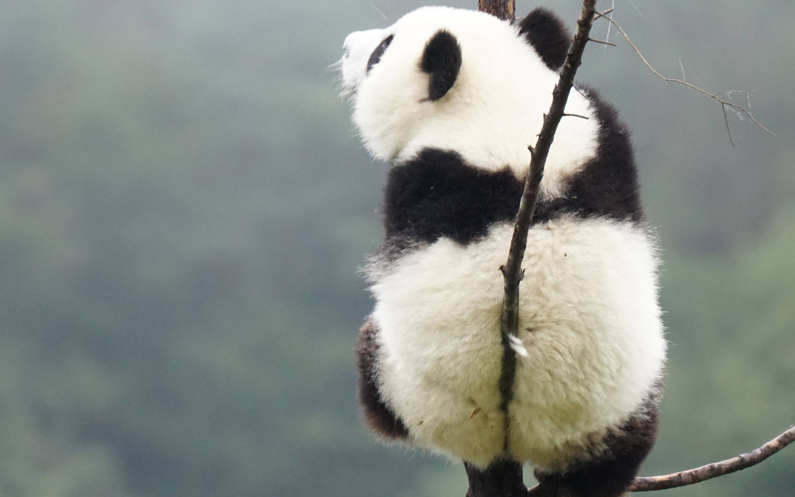 14《大熊猫乔伊乔良盼青鸿喜》饭前还只是柔柔地怼,嗯,这是因为肚肚饿