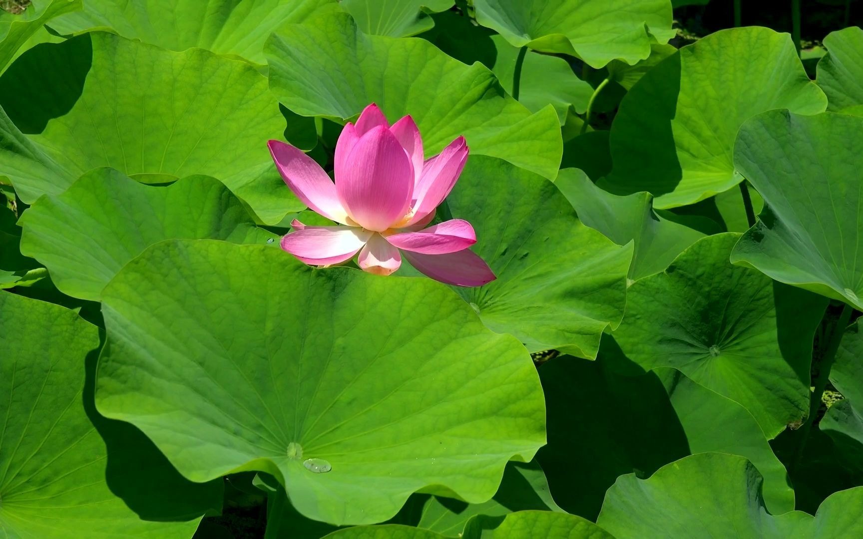 [图]摄影大赏 莲花台