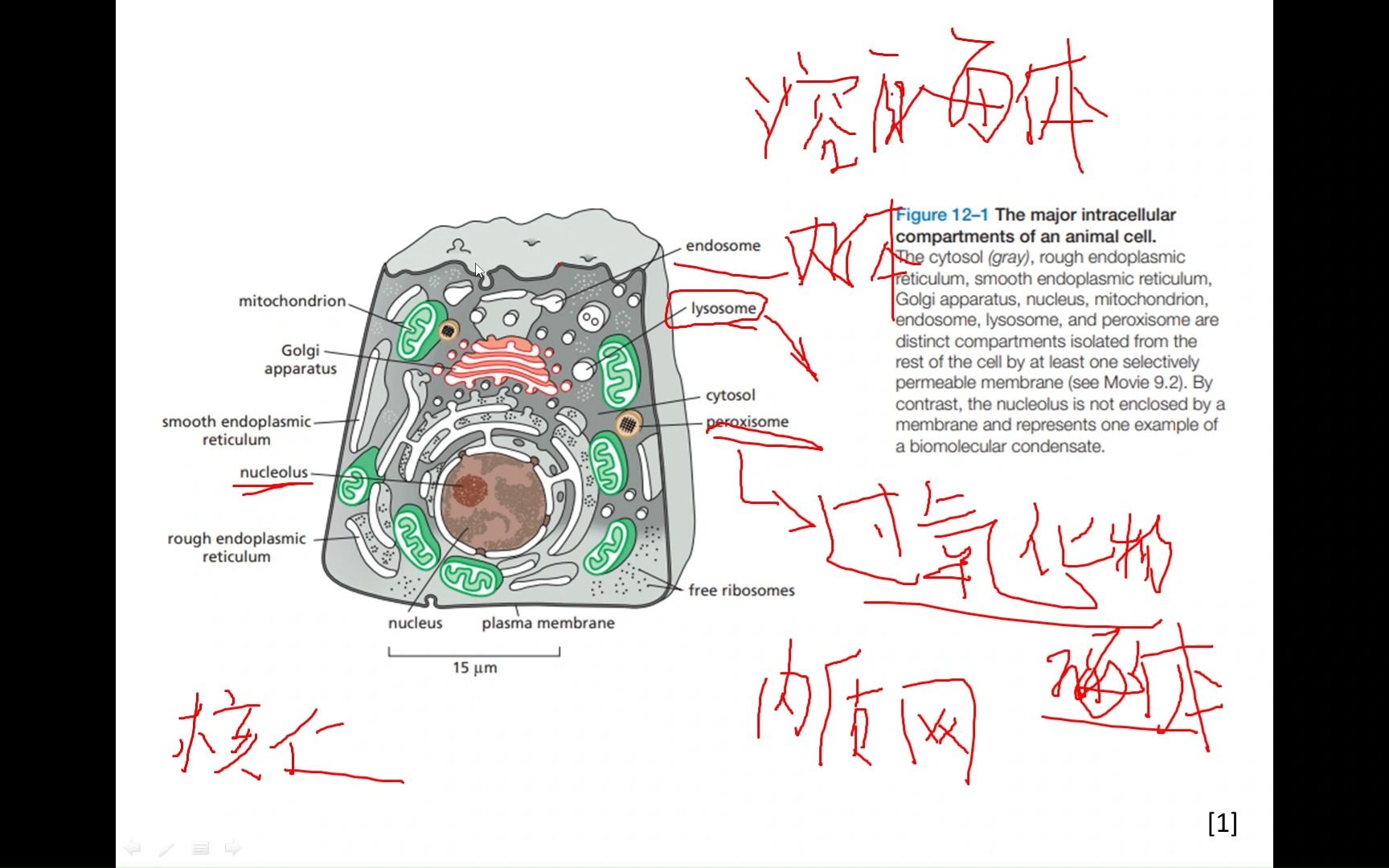 【细胞生物学讨论】10.1 蛋白质分选细胞区室化哔哩哔哩bilibili