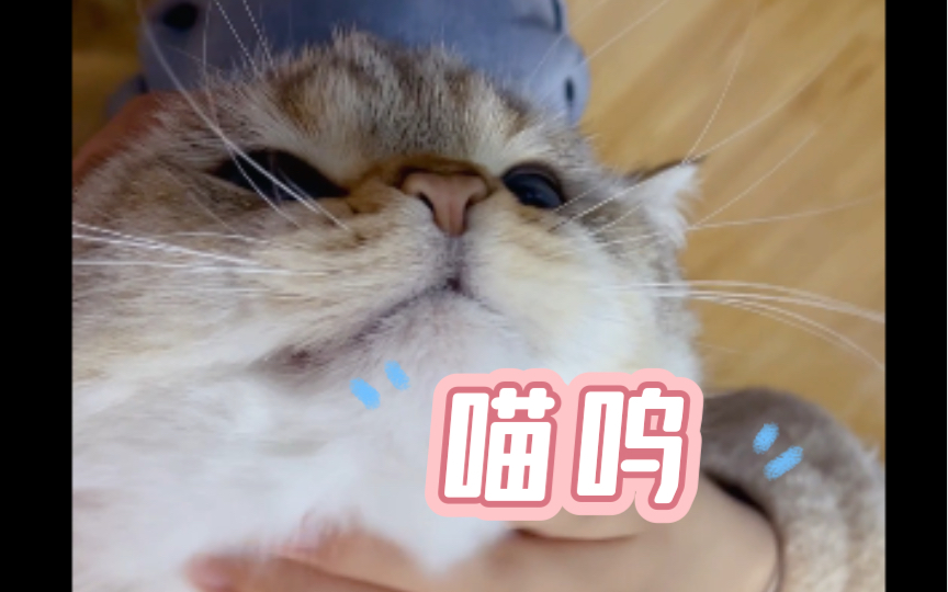 【慢慢撸猫】任人rua哔哩哔哩bilibili