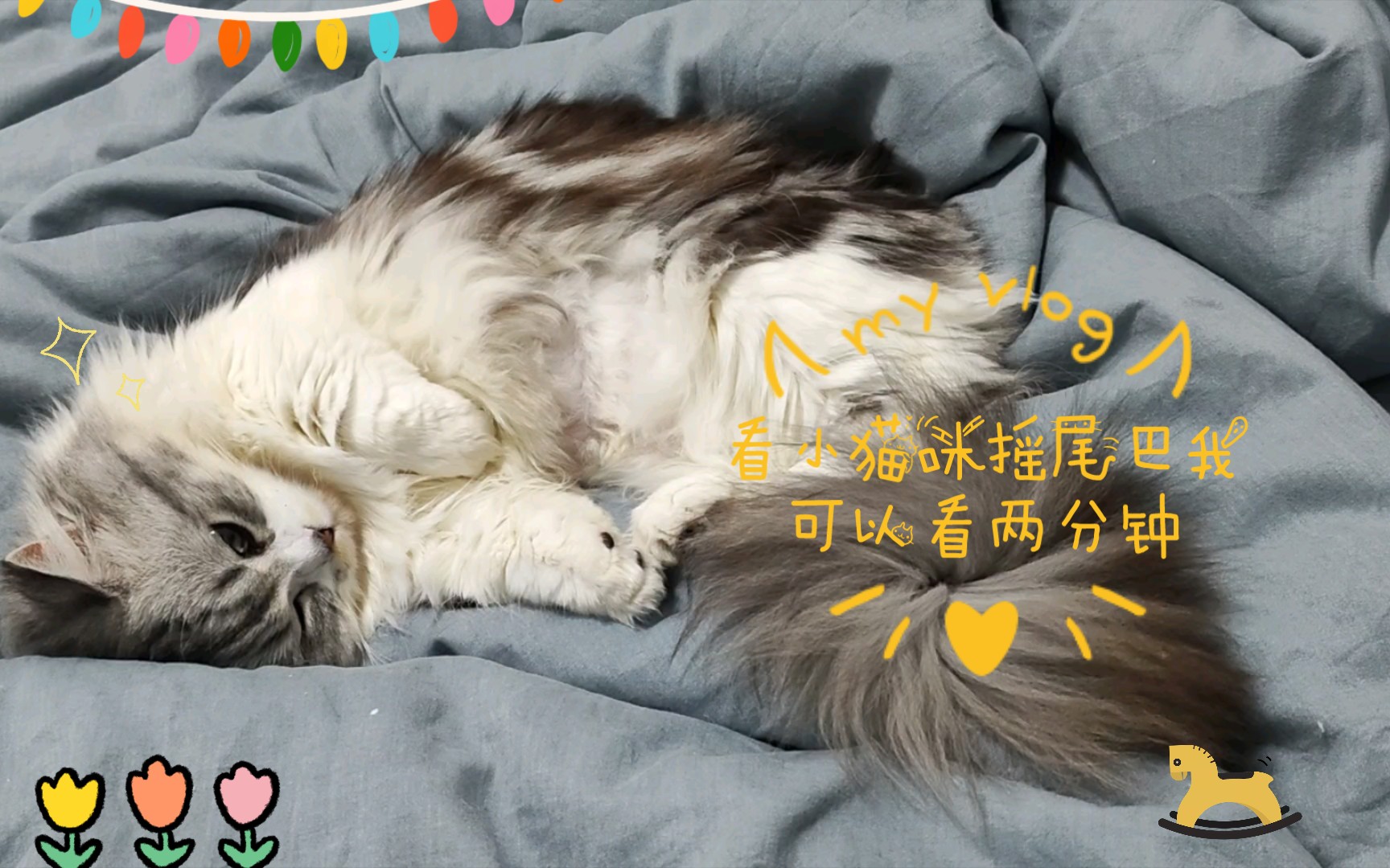 看小猫咪摇尾巴我可以看两分钟