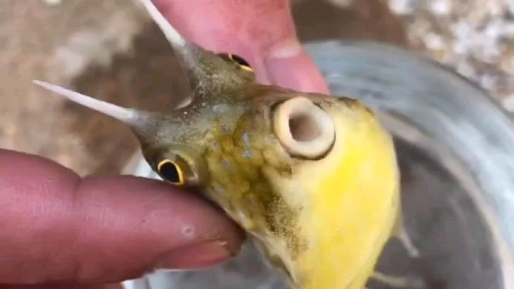 海边赶海抓海鲜,发现了一只皮卡丘鱼,还有许多奇怪的海洋小生物
