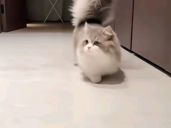 猫猫品种大赏