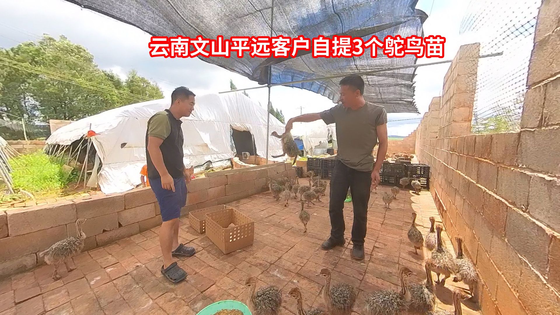 云南文山平远镇农场客户自提3个鸵鸟苗,告诉他正确的抓鸟方法
