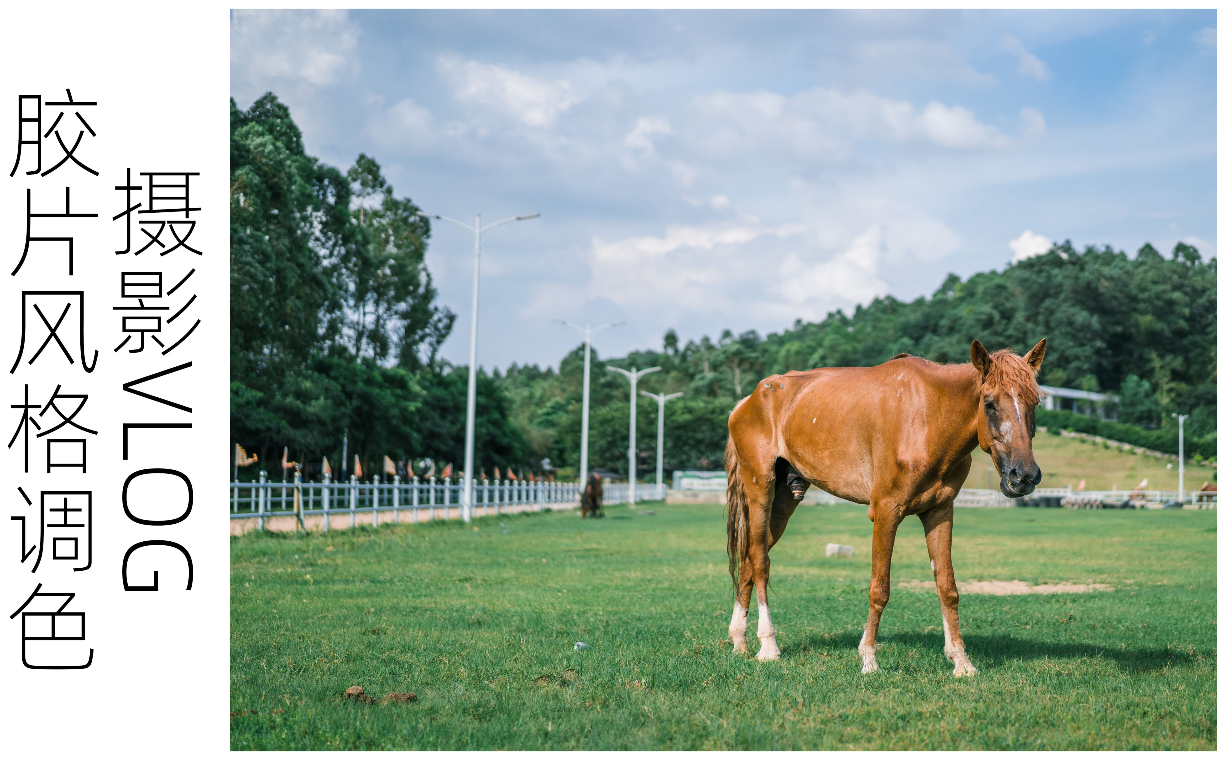 摄影vlog胶片风格调色蓝天白云观马赏云流水账式摄影vlog马一直在吃草