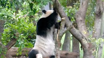 Скачать видео: 现在小樱的生活是我们想看到的 4月30