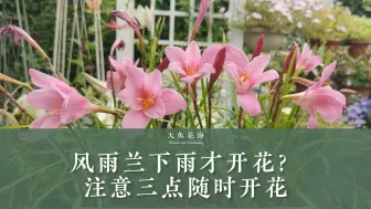 Download Video: 风雨兰必须下雨才开花？注意3点，快速花开爆盆！