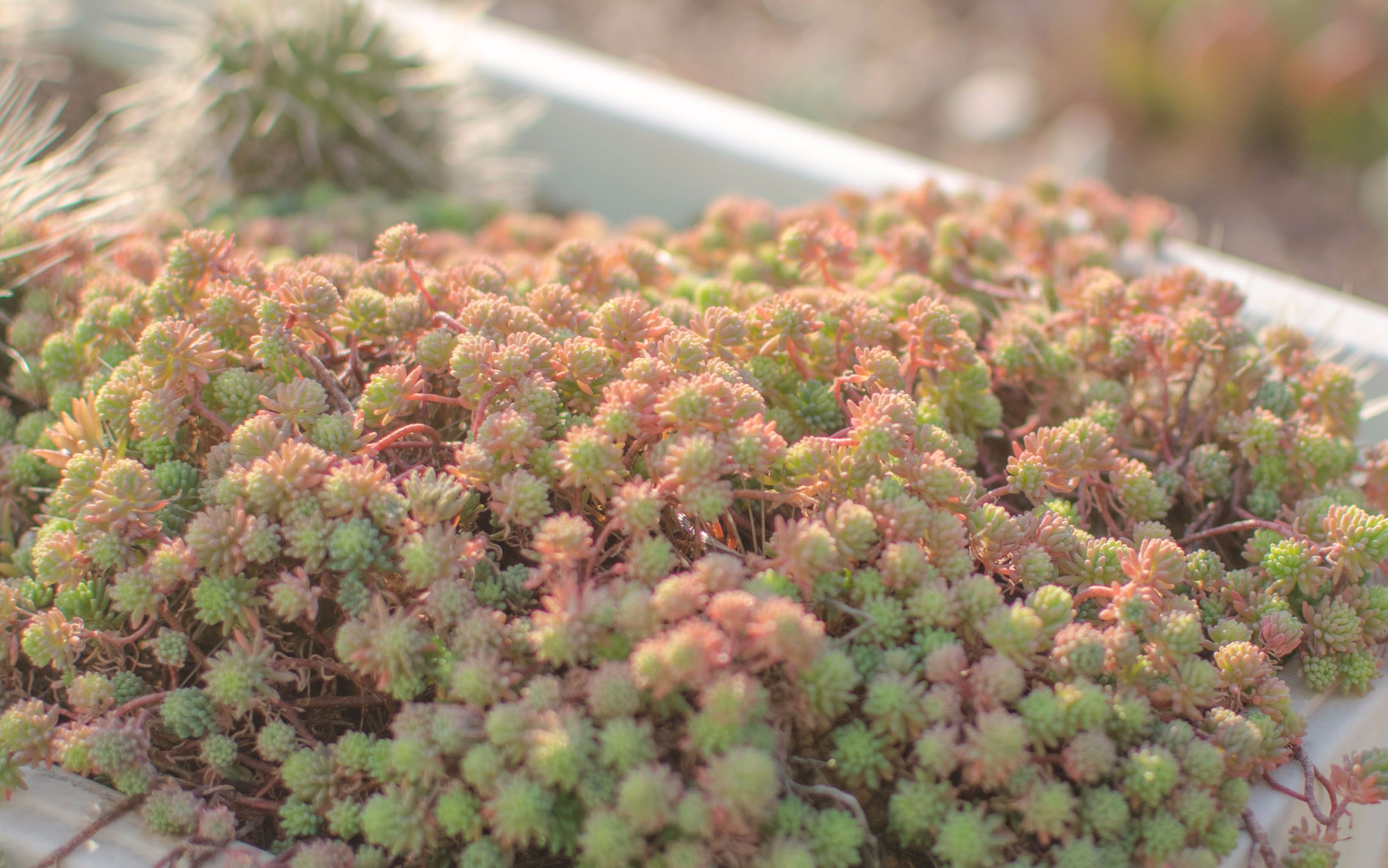 【多肉植物】可能是最容易爆盆的多肉!薄雪万年草(Sedum hispanicum)哔哩哔哩bilibili