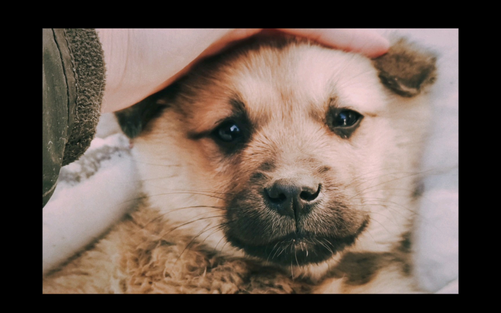 活动  可爱小乖狗,好乖一小狗.