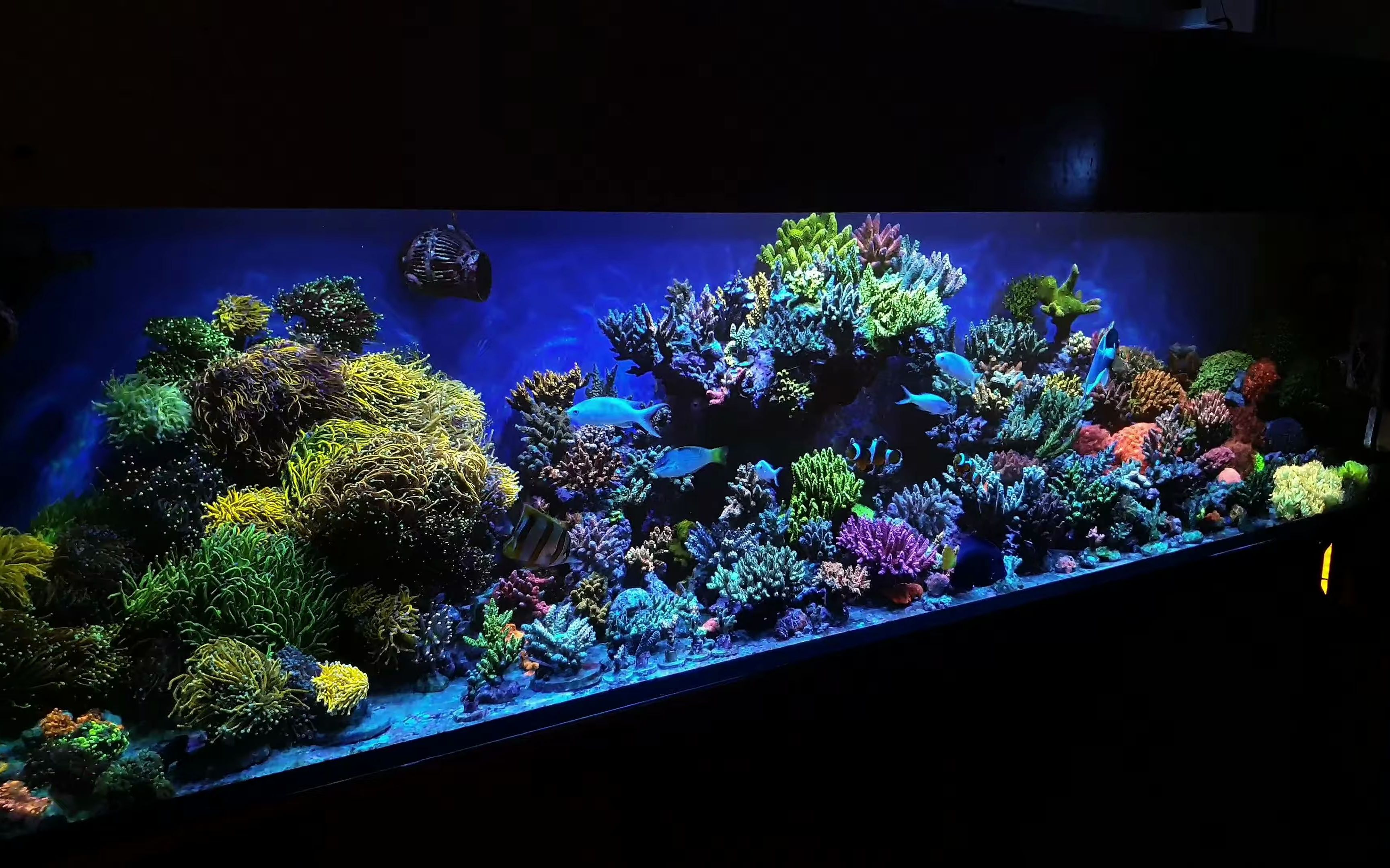 海水缸—Mixed reef tank._哔哩哔哩_bilibili