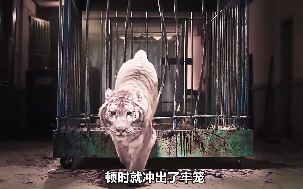 马戏团发生惨案,竟然因为一个泡泡,惊悚小短片