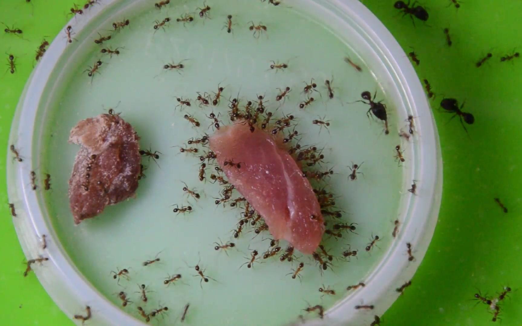 森大头蚁继续吃肉