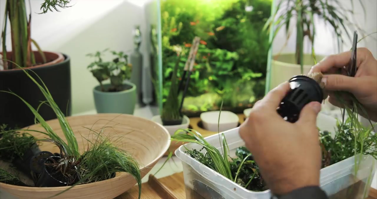 [图]在这里你会发现我对鱼缸造景的设计思想，观看一步步的教程和我的设计来从中获得灵感-来自油管的TheCineScaper的完整草缸造景设计(持续更新)