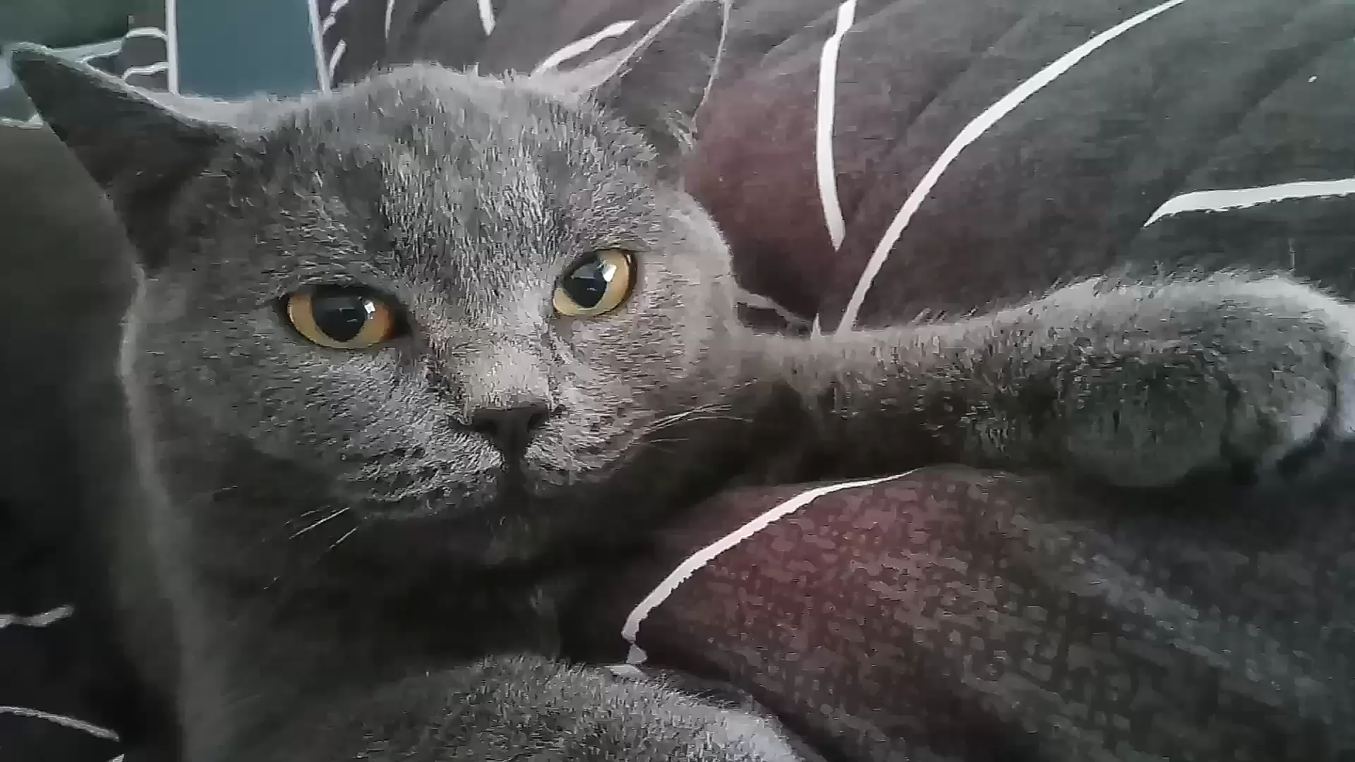 【可爱蓝猫】