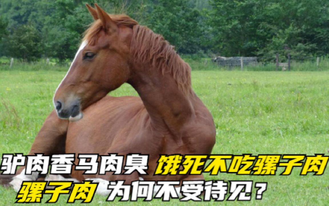 民间有言"驴肉香,马肉臭,饿死不吃骡子肉",为什么不吃骡肉呢