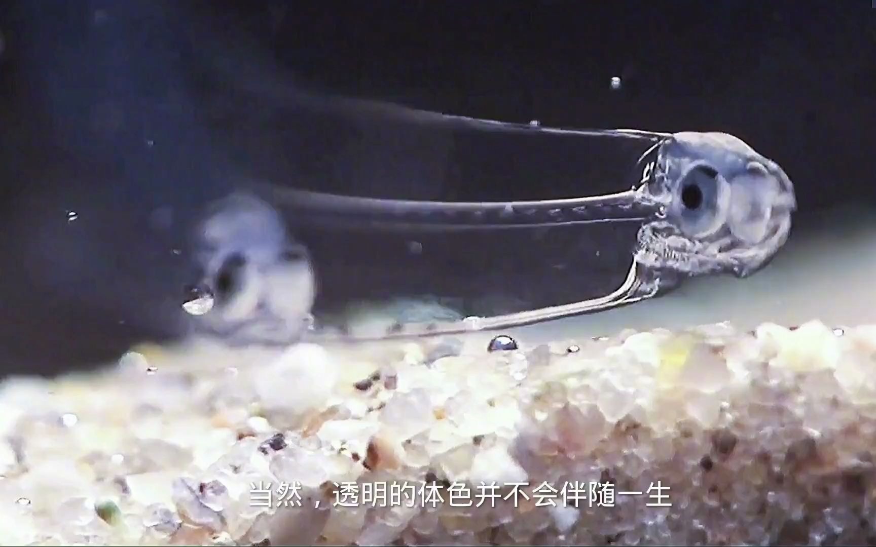 让人惊讶的隐身鱼视力差点你都看不到