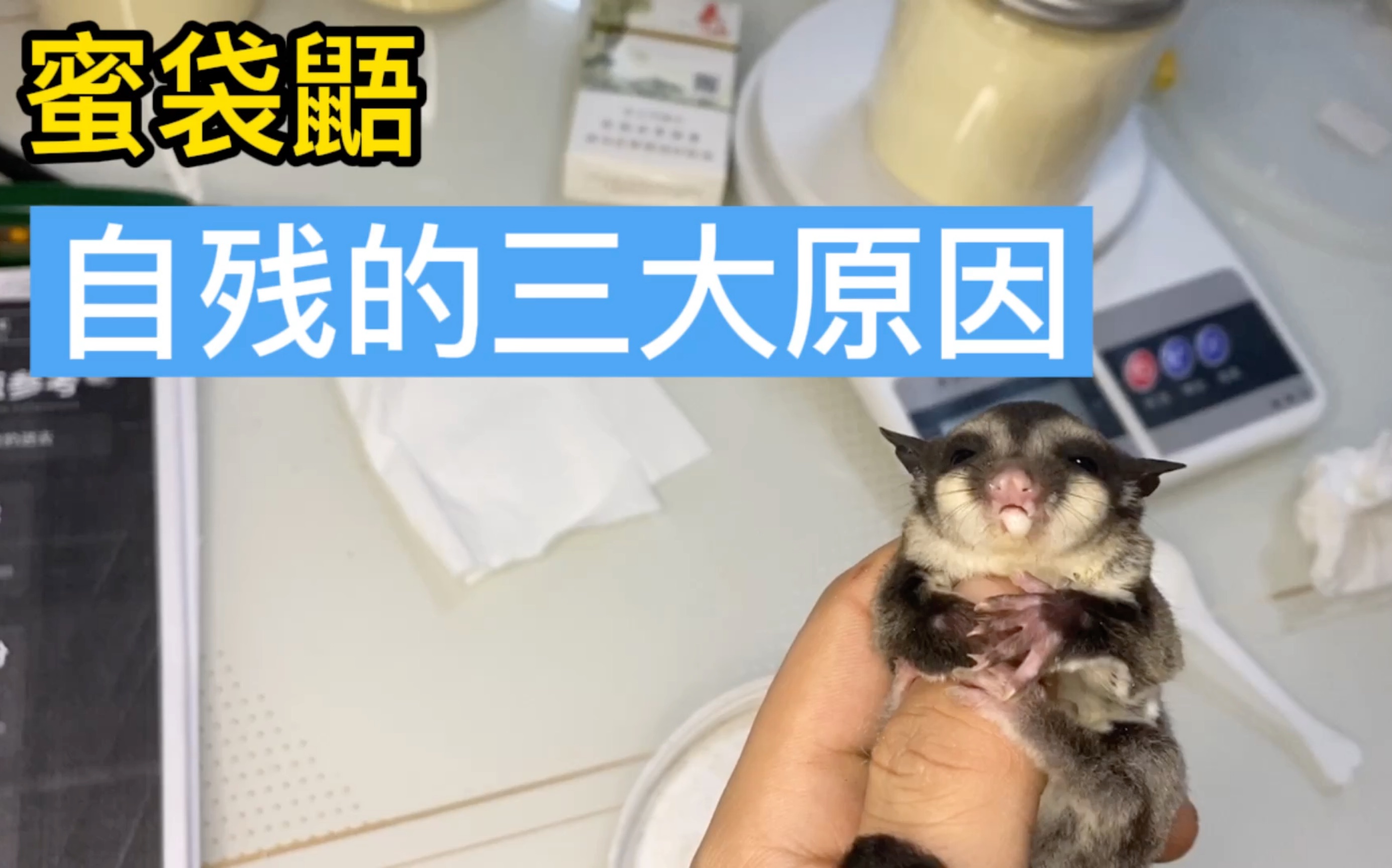 活动作品蜜袋鼯自残的三大原因你都知道吗