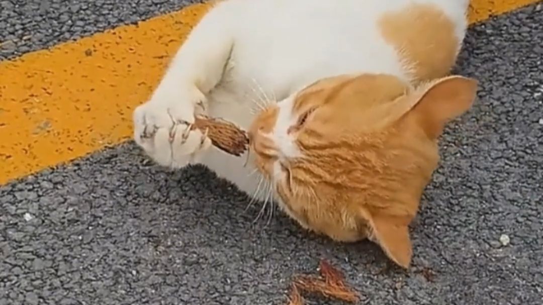 真正的大果喵喵