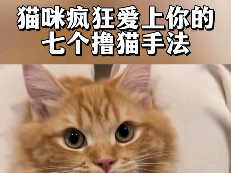 让猫咪疯狂爱上你的七个撸猫手法#养猫经验分享#猫咪冷知识#养猫日常#宠物知识#宠物#萌宠百科#养猫小妙招#萌宠#新手养猫#知识科普哔哩哔哩bilibili