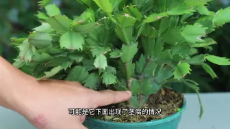 下载视频: 这3种情况会导致你的蟹爪兰叶片特别容易发红，一旦发红要小心