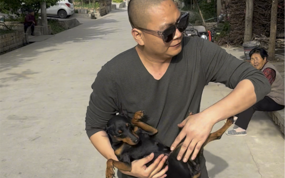 周末咱迷你杜宾犬舍也长城炮起来#陕西西安咸阳迷你杜宾犬 #长城炮