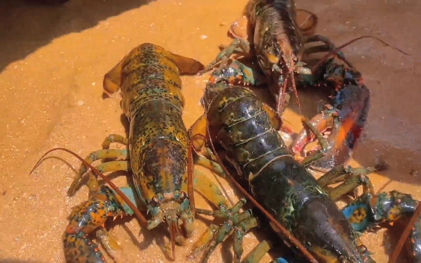 赶海排水口发现了好多大龙虾啊!这下发大财啦!