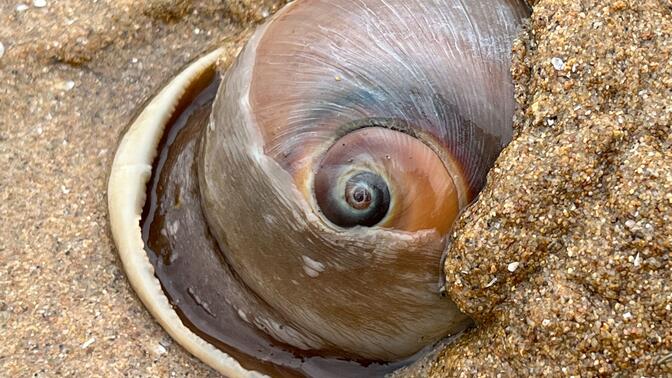 大庆赶海,在沙滩上发现大个猫眼螺留下的大鼓包,还有大海葵