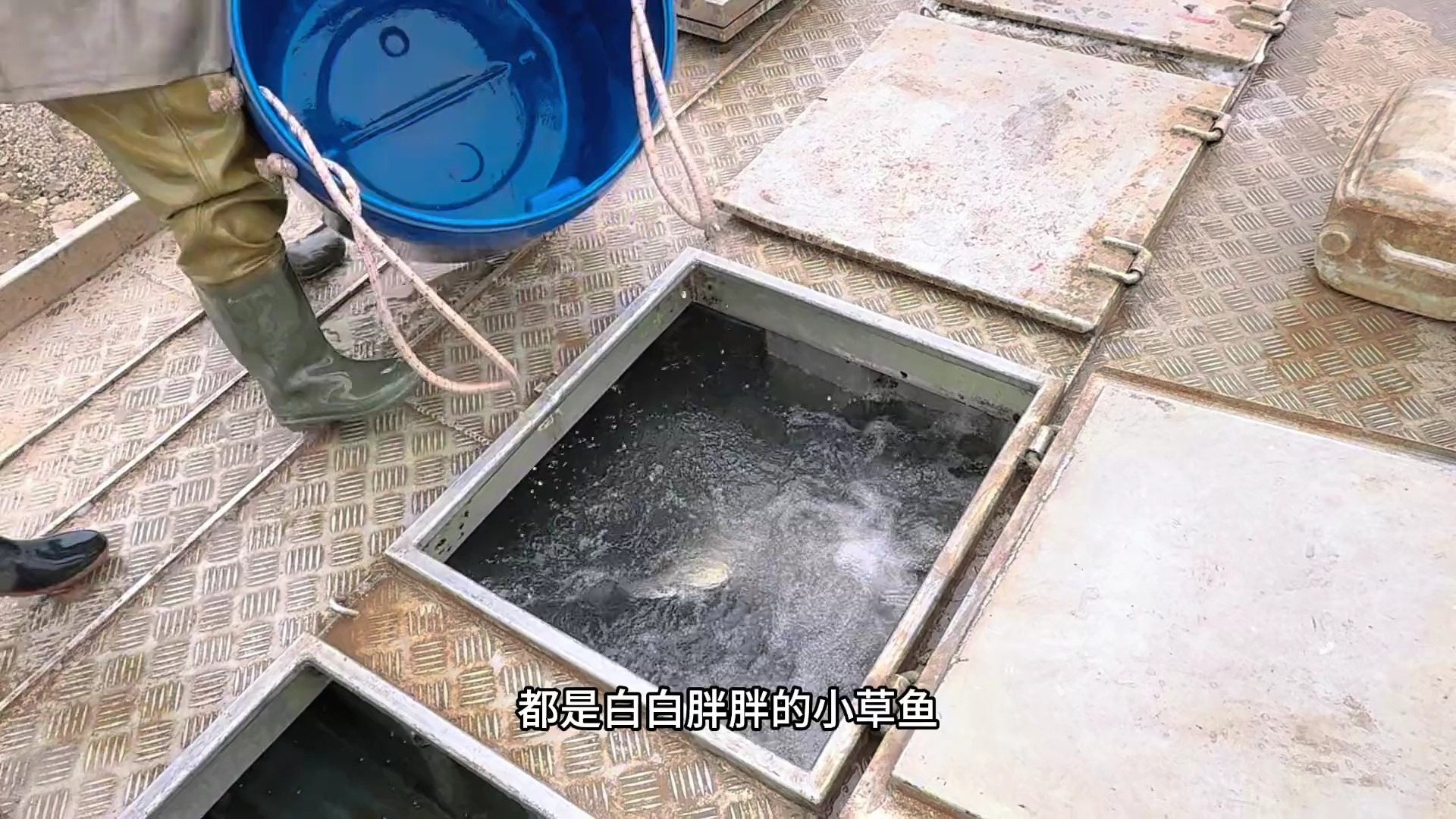 一亩鱼一年赚多少钱(养一亩鱼一年一般可以赚多少)