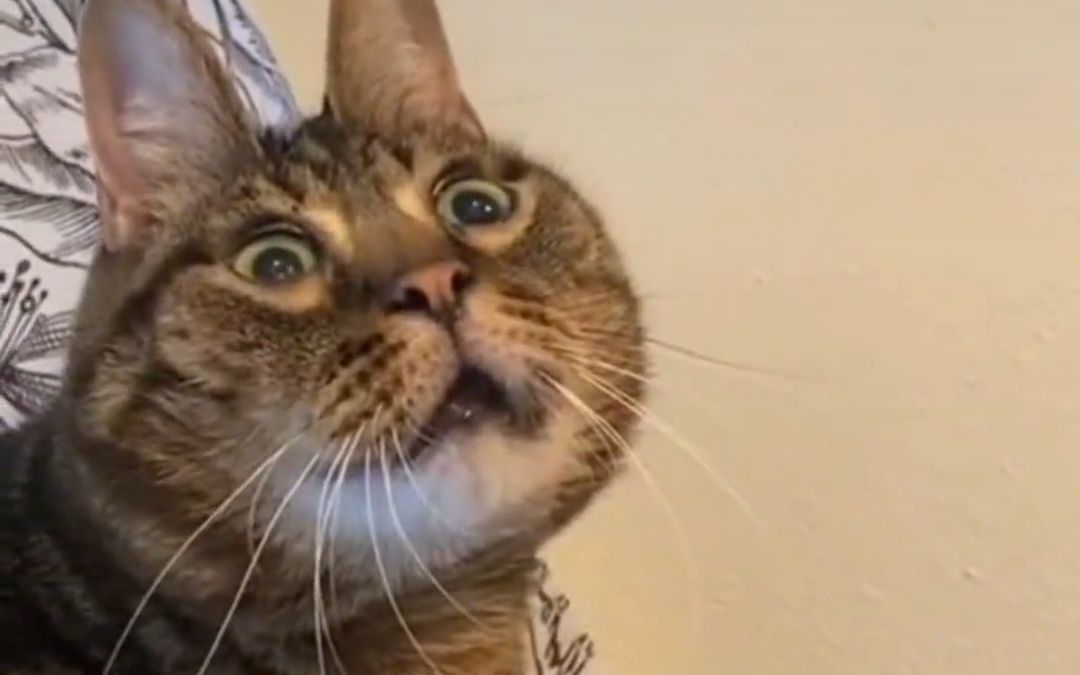 绿茶猫:giegie来抱抱