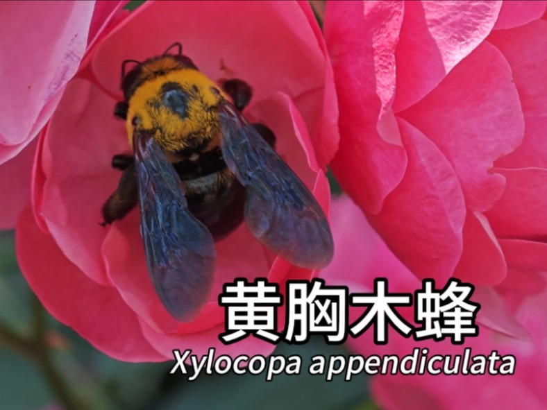 [4K]黄胸木蜂 Xylocopa appendiculata哔哩哔哩bilibili