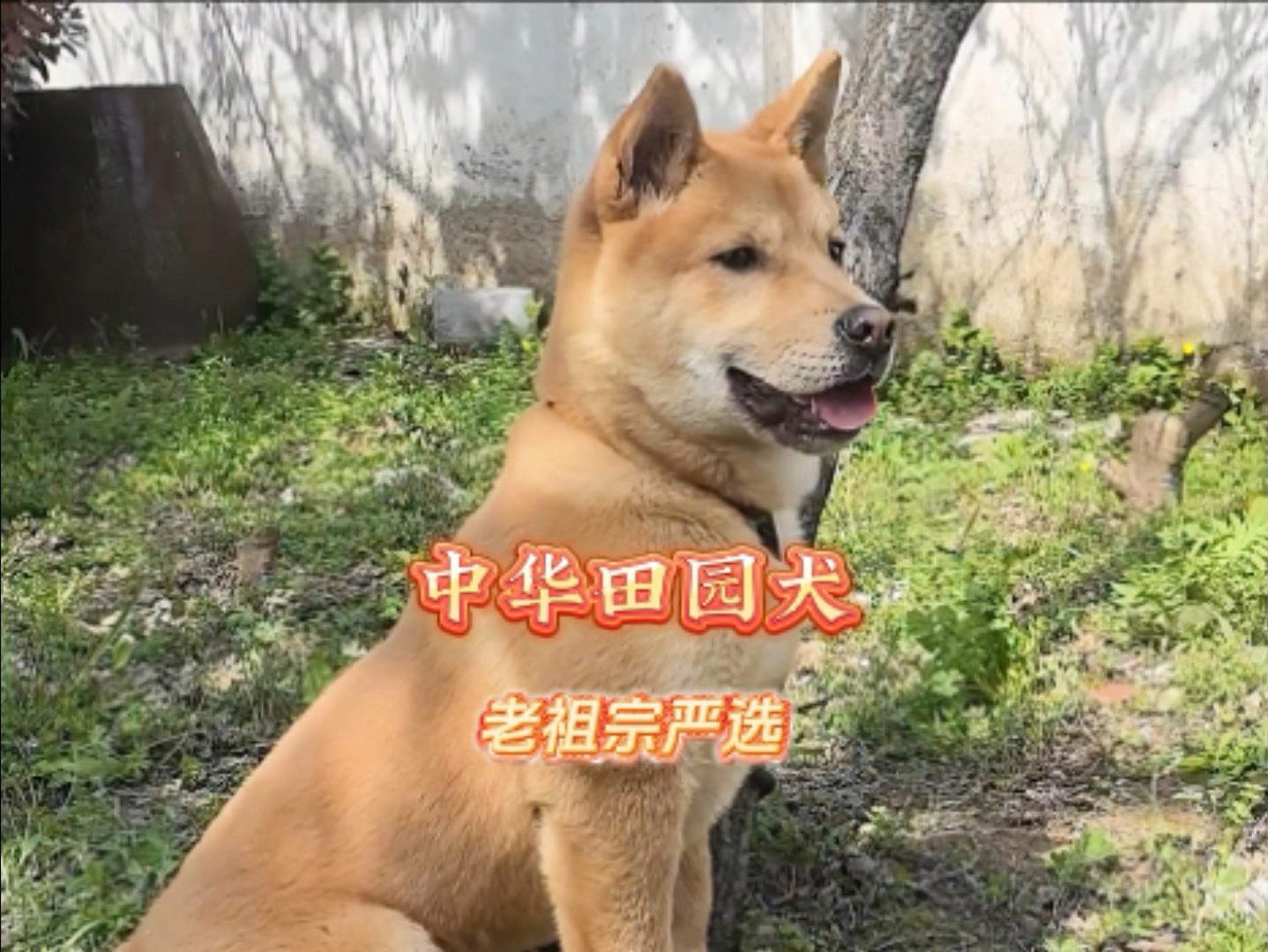 老祖宗严选,中华田园犬